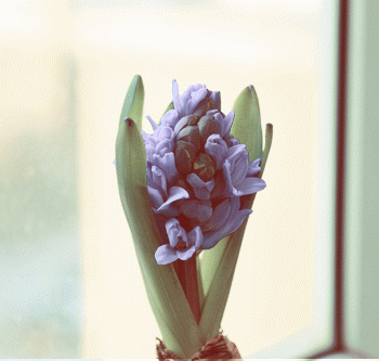 风信子开花了
<br>