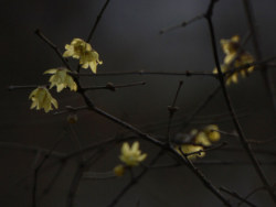 让我在你心底最温柔的地方绽放