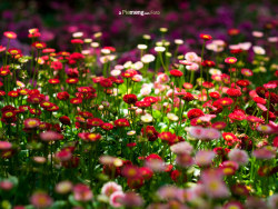 初夏的片段@杭州