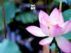 又是荷花盛开时