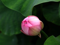 又是一年荷花开