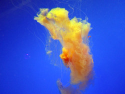 怎么可以这么美——天使还是幽灵