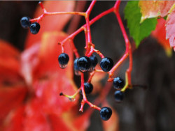 哥拍的不是红叶，哥拍的是心情！