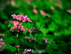 《莫愁湖花草》