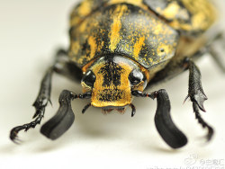 新拍的几张昆虫