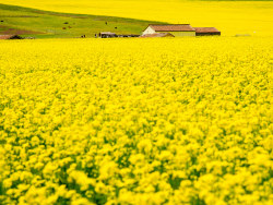门源、你不相信的花海