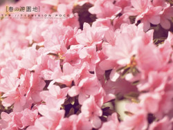 《春の游园地》 