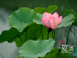 前些年拍的一组荷花