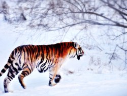 魅力冰雪（二）——哈尔滨冰雪大世界及雪博会