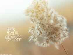 橙月 orange moon