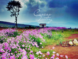 「花儿盛开的地方」