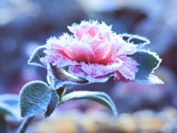 雾抚梦河霜塑花