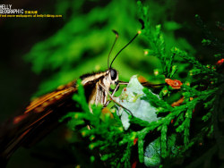 单一物种-花椒凤蝶