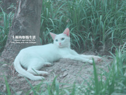 猫咪森林[大误]