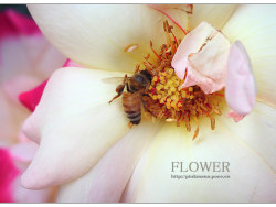 花痴赏花半日游！爱它没道理&nbsp;