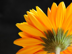 微距摄影&nbsp;菊之彩