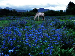 彩雲之南《叁》——束河古鎮
