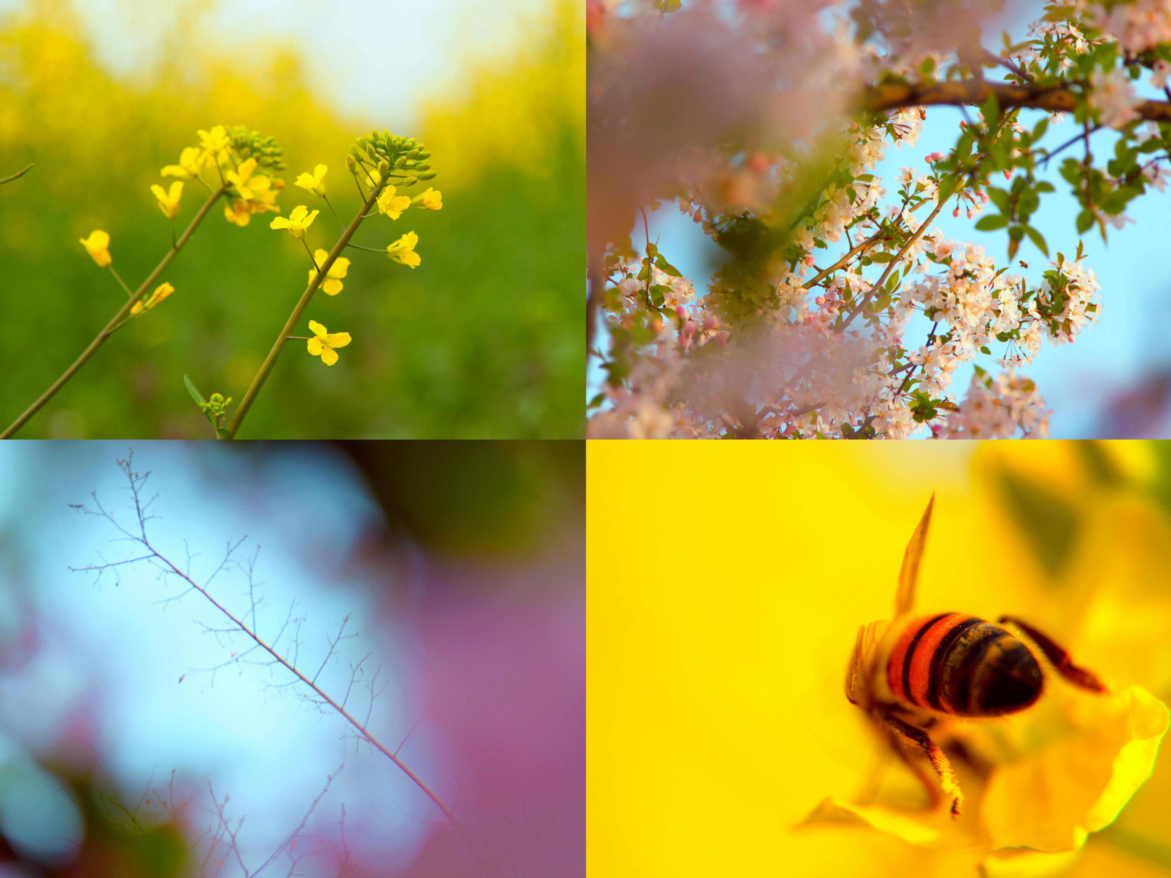 [植物] 成都的春天，在不知觉中悄悄的来了