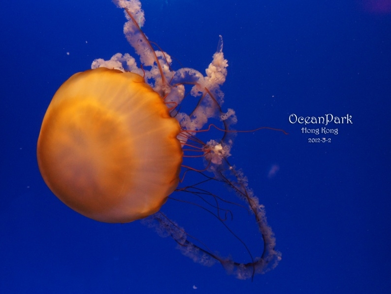 海洋公园美丽奇妙的水母