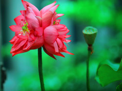 《情归荷处II》