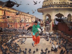  instagram中的天竺