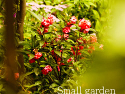 小花園