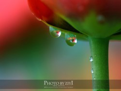 娇艳欲滴的郁金香——南京情侣园2010