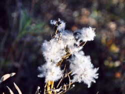 {再次的出发，中秋节的塞罕坝·乌兰布统&nbsp;动/植物&nbsp;