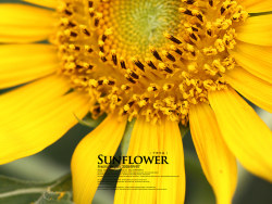 《向日葵的纹样》