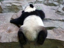 哥们，你的睡姿让人很蛋疼