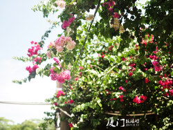 厦门鼓浪屿游记之风情