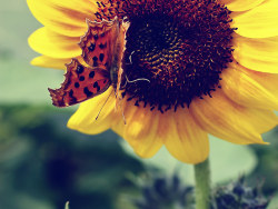 爱慕阳光的精灵-向日葵