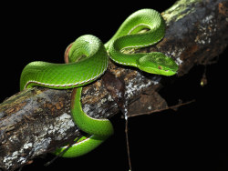 "福建竹叶青"  &nbsp;拍摄于&nbsp;&nbsp;杭州·闲林