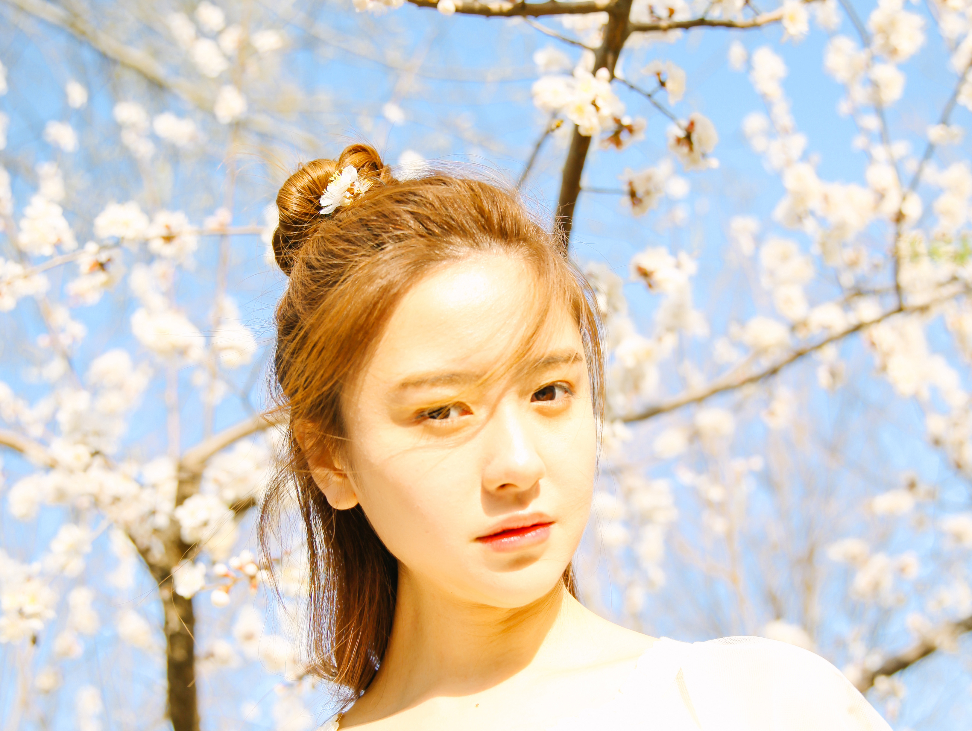 {海德娜娜}早樱。 春日艳阳天