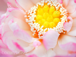 《情归荷处，2012》