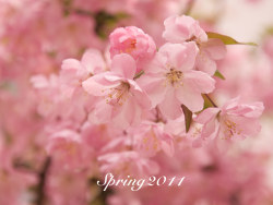 四月芳菲——垂丝海棠怒放