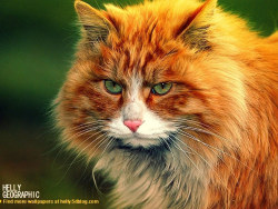 被遗弃的精灵-野性版