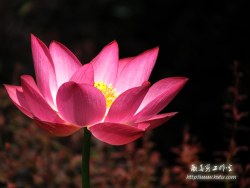莲花池赏花