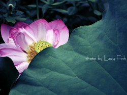 荷影。墨色&nbsp;