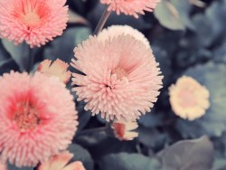 想给春末留个念，在仲夏夜之前