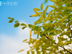 botanical&nbsp;garden