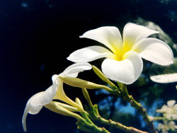 从泰新马回来后整理出来的照片，经过简单处理后的最终效果。适合1440*900的屏幕当壁纸哦