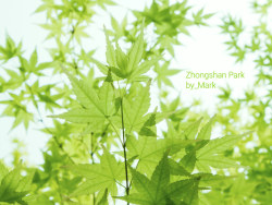 Beijing_Zhongshan&nbsp;Park&nbsp;北京中山公园