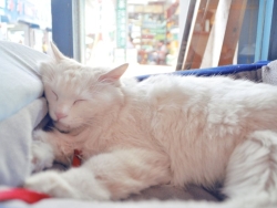 鼓浪屿和她的招财猫