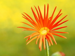 骑在肯尼亚-骑绕肯尼亚山时拍的一些花儿