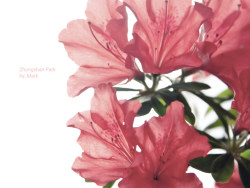 Beijing_Zhongshan&nbsp;Park&nbsp;北京中山公园_2