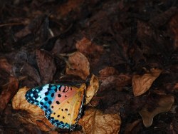 从垃圾坑里淘的微距镜头拍的生命