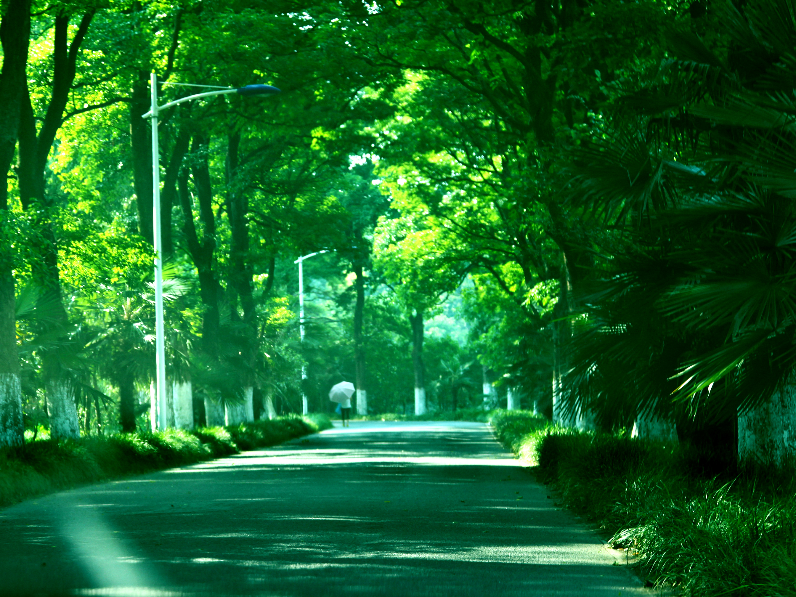 [植物] 岁月的小偷: 那片岛上的岁月