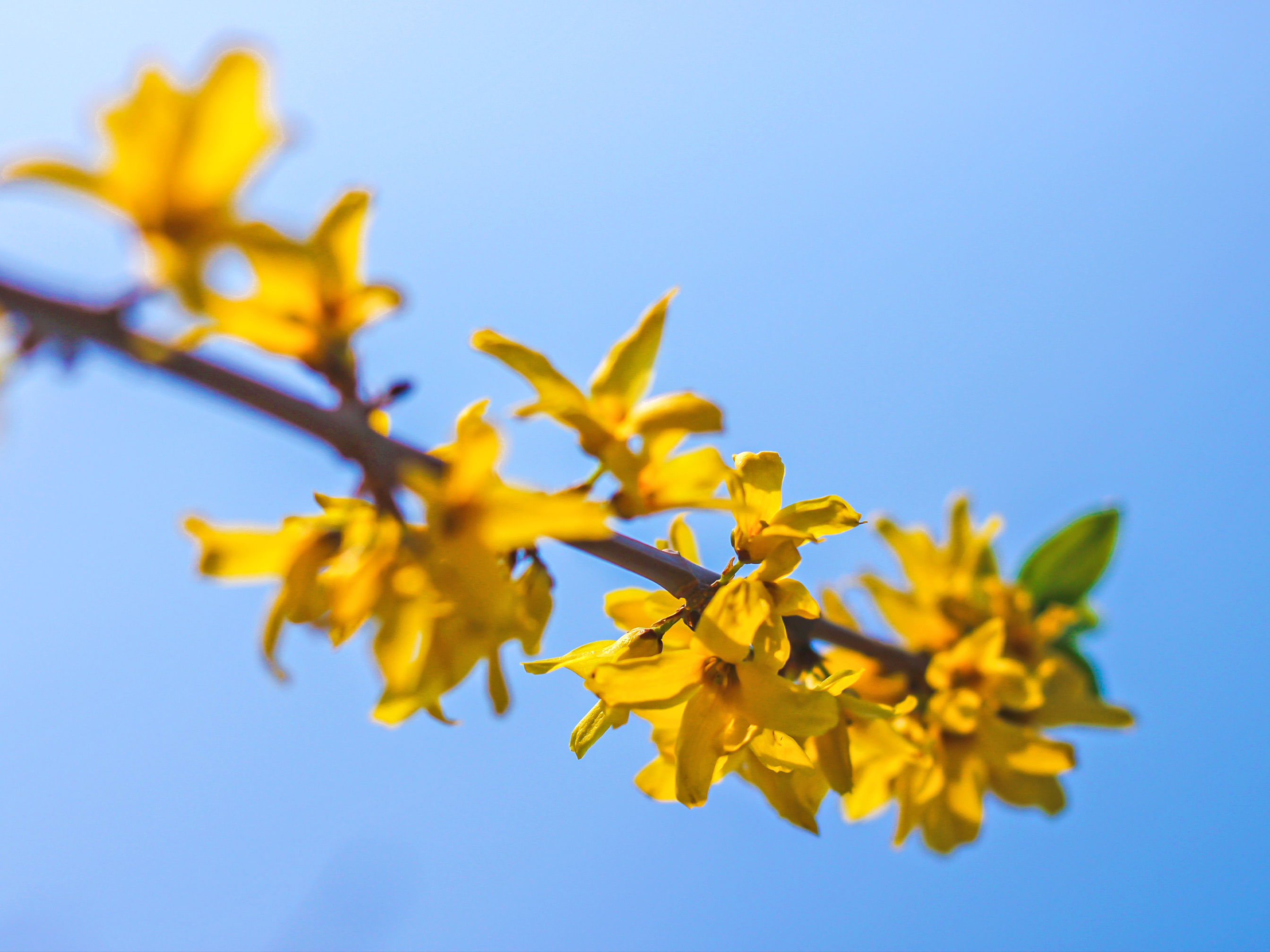植物拍摄 | 季节里盛开的小黄花