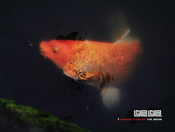 锦鲤&nbsp;Koi